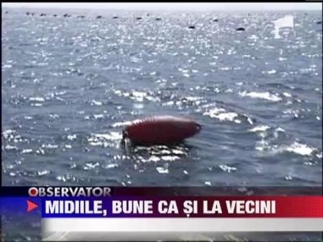 Singura ferma de midii din Romania este la Agigea