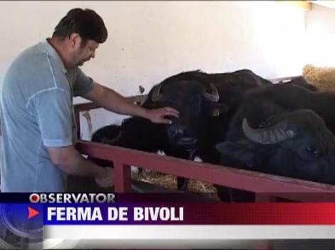 Ferma de bivoli in apropierea parcului natural Lunca Muresului