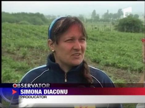 Capsunile romanesti sunt tot mai scumpe. 45 de lei pentru un kilogram