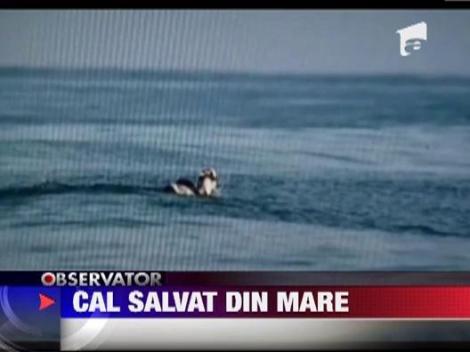 Cal salvat din mare