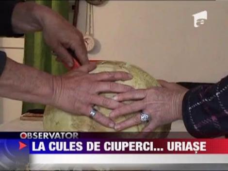 Ciuperca gigant de peste doua kilograme