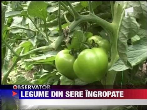 Legume crescute in sere ingropate