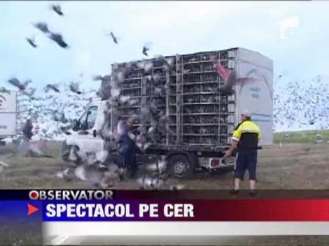 Spectacol cu porumbei in Delta Dunarii