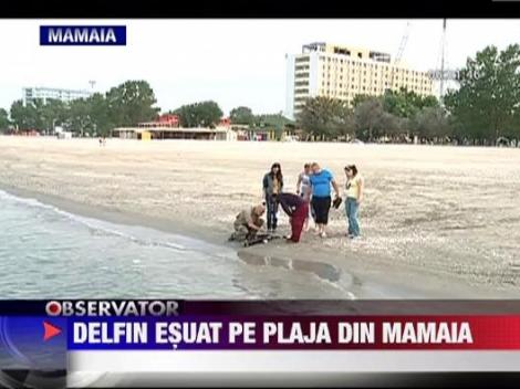Delfin esuat pe plaja din Mamaia
