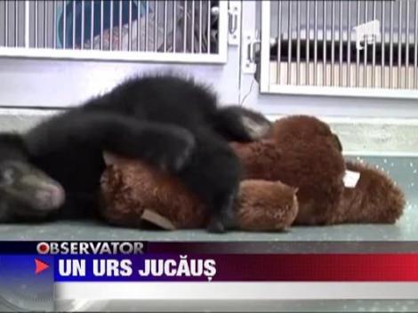 Un pui de urs jucaus