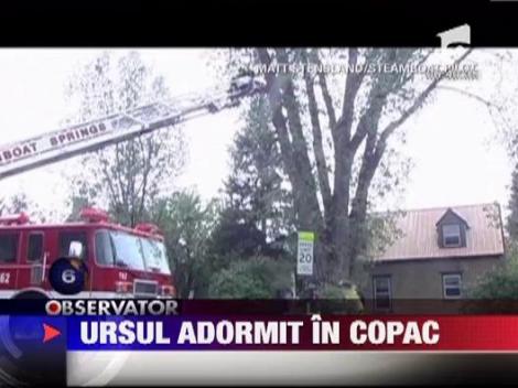 Ursul adormit in copac