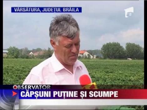 Capsunile romanesti sunt putine tot mai scumpe