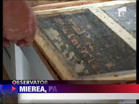 Apicultura, o afacere de succes