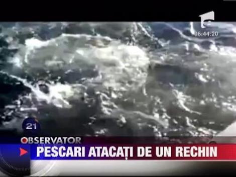 Un rechin alb urias ataca o barca de pescuit