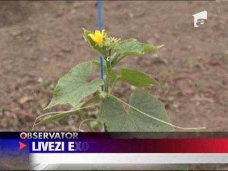 Livezi exotice in Romania