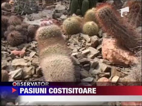 Un constantean a investit zeci de mii de euro intr-o colectie de cactusi