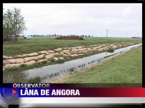 Capre cu pedigree de Angora, la Braila