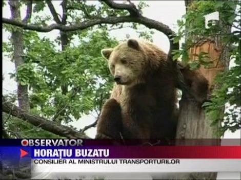 Pasarele pentru ursi pe autostrada Lugoj - Deva