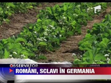 Germania: 30 de romani au ajuns sclavi la o ferma de capsuni