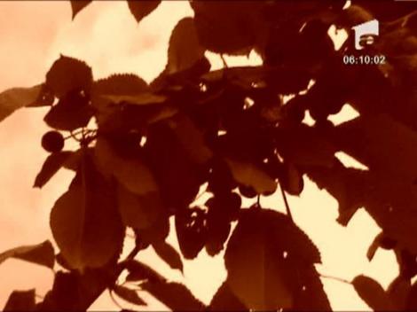 Ar putea plati cu viata pentru un pumn de cirese