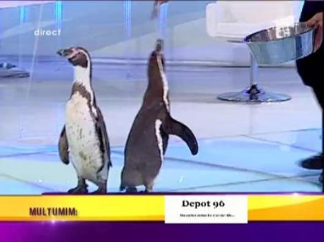 Circul acvatic Bellucci!