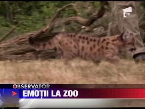 Premiera la Zoo Berlin: Primul pui de puma nascut in captivitate