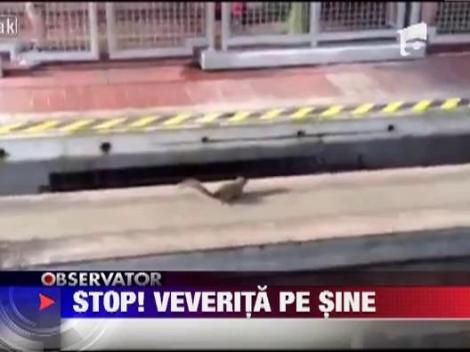 Florida: O veverita a oprit un tren intr-un parc de distractii