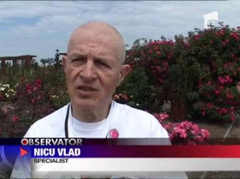 Sarbatoarea rozelor la Arad