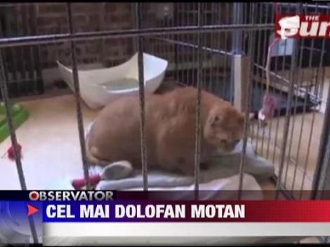 Cel mai dolofan motan