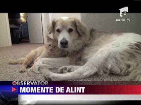 Momente de alint intre un caine si o pisica