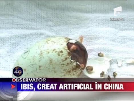 Ibis, creat artificial in China