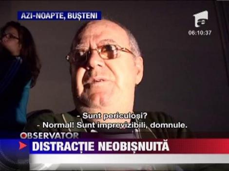 Un taur si trei pui de urs s-au distrat de minune la munte