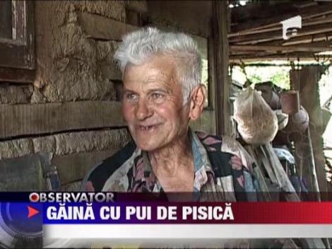 O gaina a adoptat patru pui de pisica