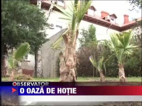 A fost prins hotul de palmieri din Eforie