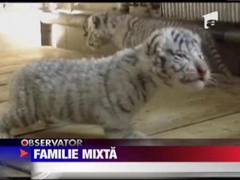 Patru pui de tigriu siberian adoptati de un caine lup