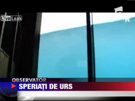 Olanda: Un urs polar a spart bazinul de sticla in care inota