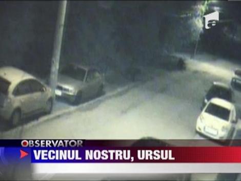 Doi ursi flamanzi au ajuns pe Drumul National 1