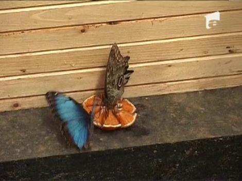 Prima casa de fluturi din Romania