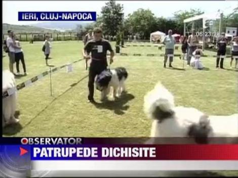 Cluj Napoca a devenit capitala iubitorilor de caini