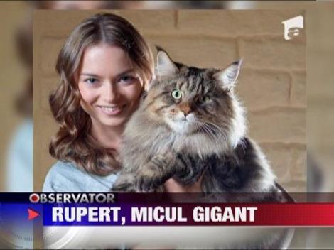 Rupert, motanul care are dimensiunile unui tigru