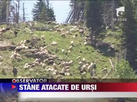 Ursii fac ravagii la stanele din Bucegii Damboviteni