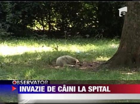 Sanatoriul TBC din Drajna terorizat de cainii maidanezi