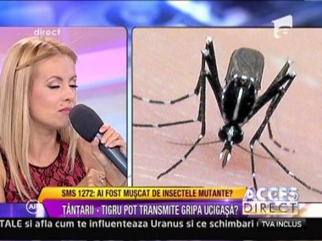 Tantarii-tigru ne-au invadat tara! Au venit tocmai din Asia si sunt extrem de periculosi!