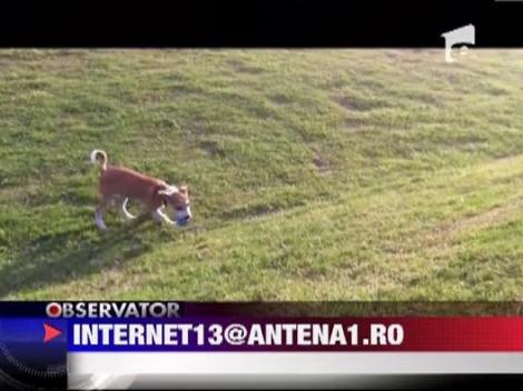 Vezi cum se joaca un caine mingea