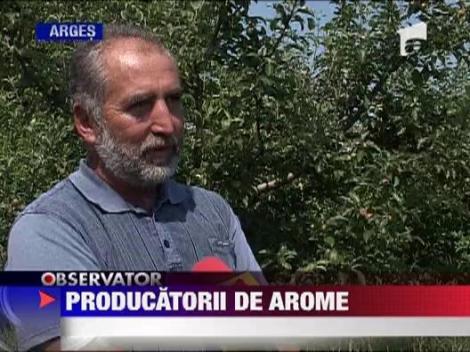 Tot mai multi proprietari de livezi vor sa treaca la productia ecologica