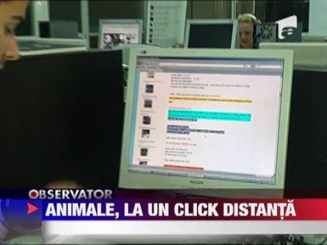 Moda afacerilor pe Internet a ajuns si la tara