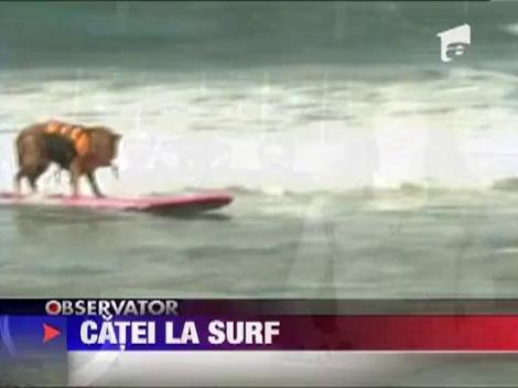 O plaja din California a devenit loc de intrecere pentru surferii cu patru labute
