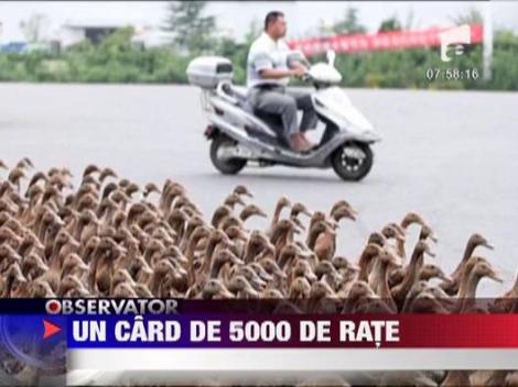 Trafic rutier oprit de 5000 de rate