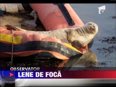 O foca din Marea Britanie detine secretul relaxarii!