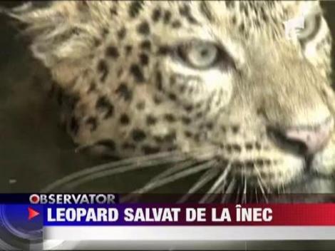 Leopard salvat de la inec