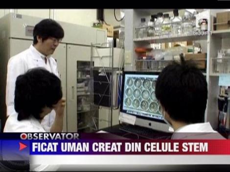 Ficat uman creat din celule stem