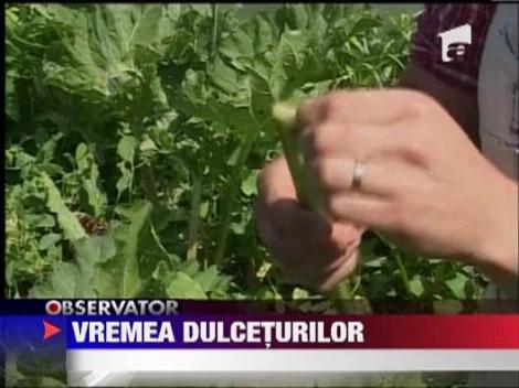 A inceput sezonul de preparat dulceturi