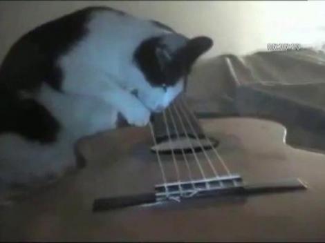 Motanul, chitara si cutremurul