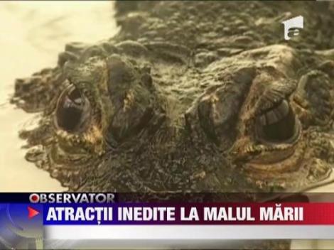 Atractii inedite la malul marii