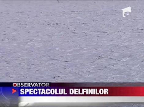 Portul Tomis invadat de delfini